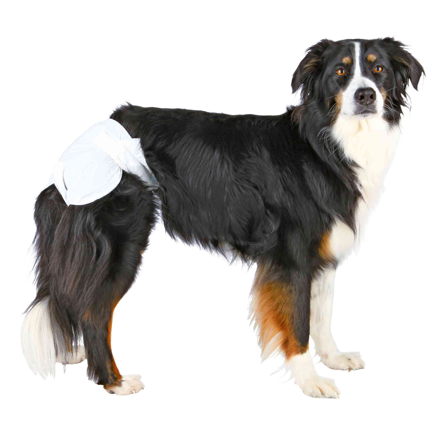 PHO_PRO_DOG_CLIP_23631-23636-1